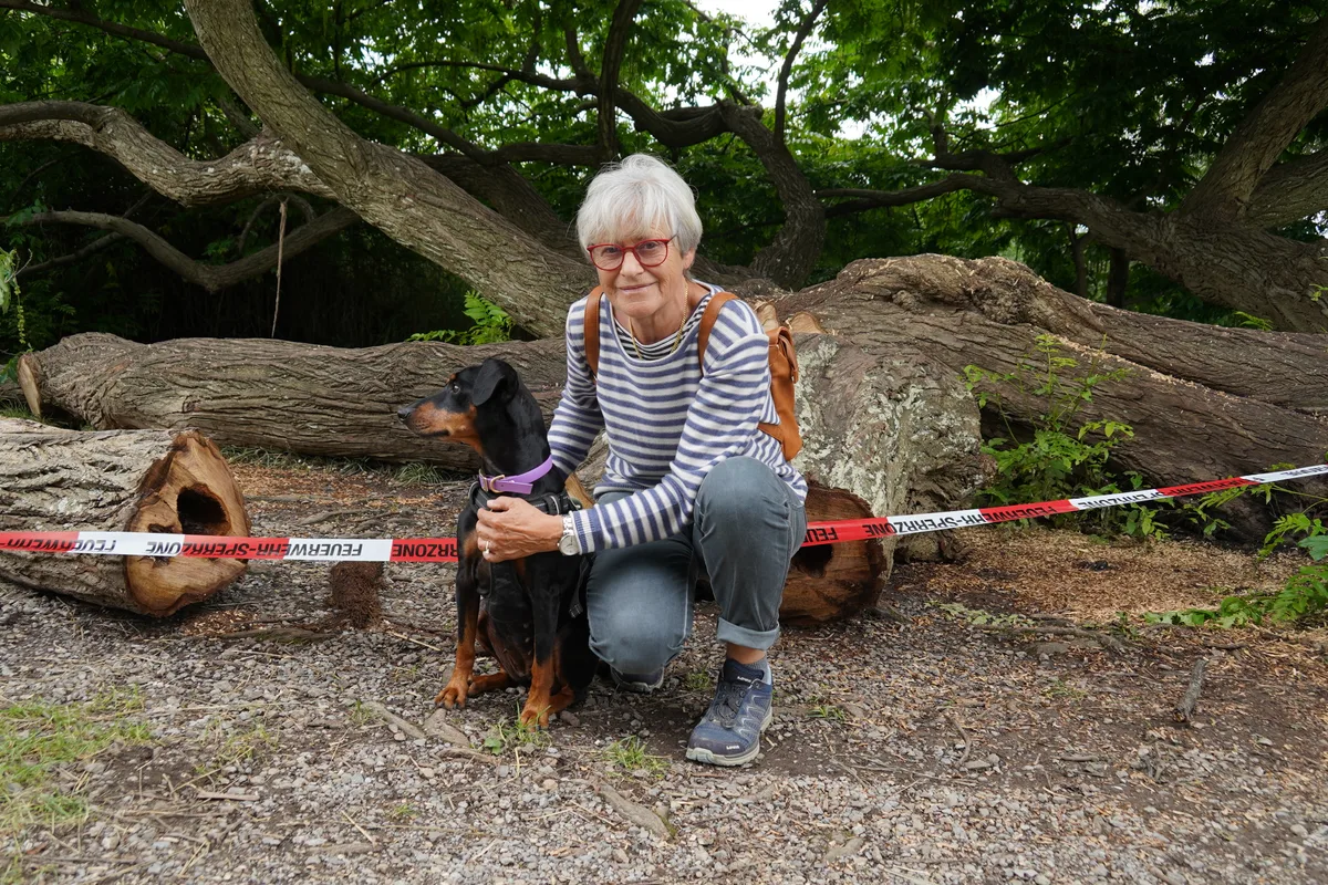 Baumbruch am Pfäffikersee. Der Baum war bei Familien und Spaziergängern beliebt und diente auch als Hintergrund für Hochzeitsfotos.
